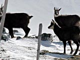 Randonnées dans le Jura La Dôle en raquettes